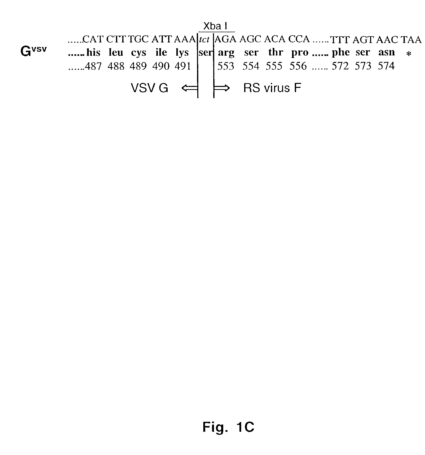 Recombinant respiratory syncytial viruses with deleted surface glycoprotein genes and uses thereof