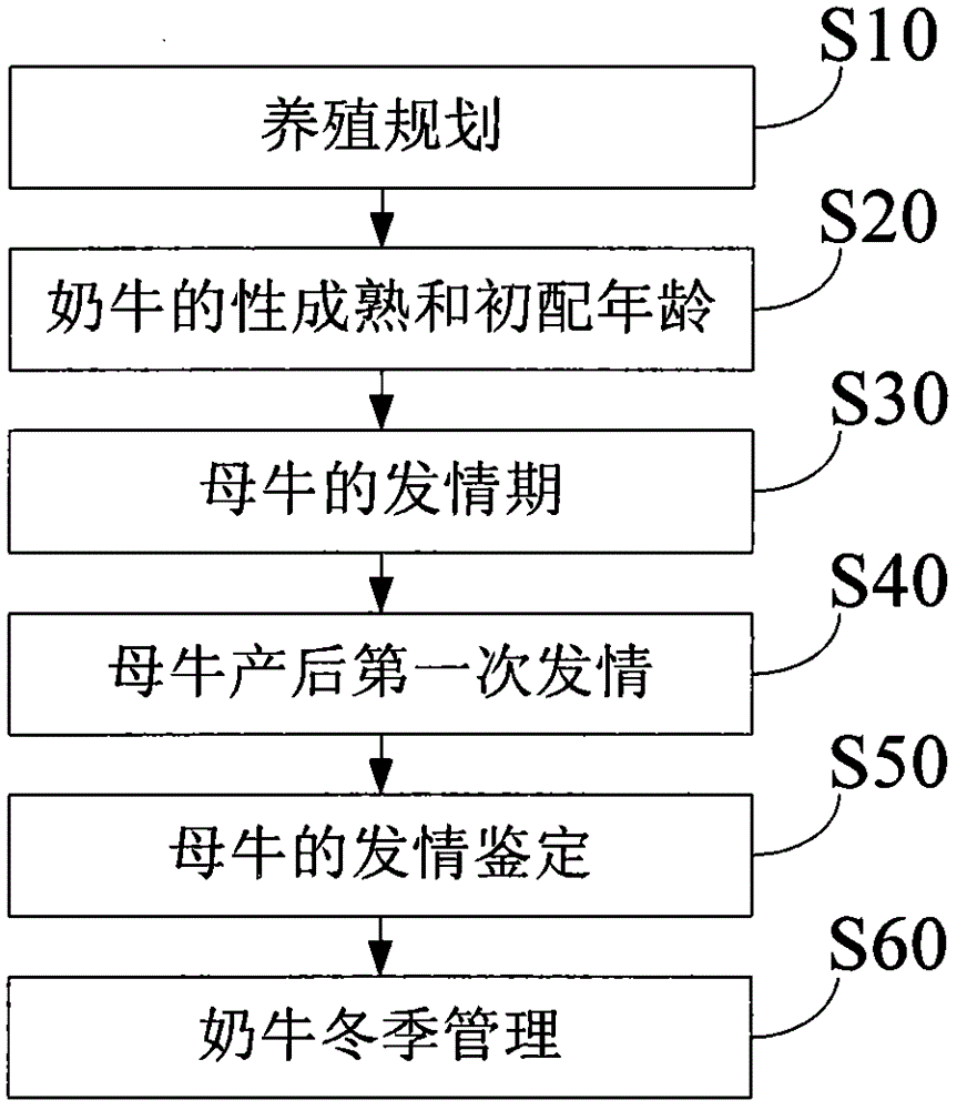 Cow breeding technique