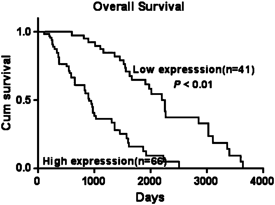 Use of estrogen-related receptor alpha as diagnostic marker for glioma and related application