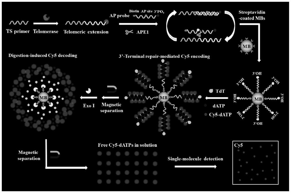 Enzyme DNA repair cascade drive fluorophore coding/de-coding-based biosensor and application thereof in telomerase detection