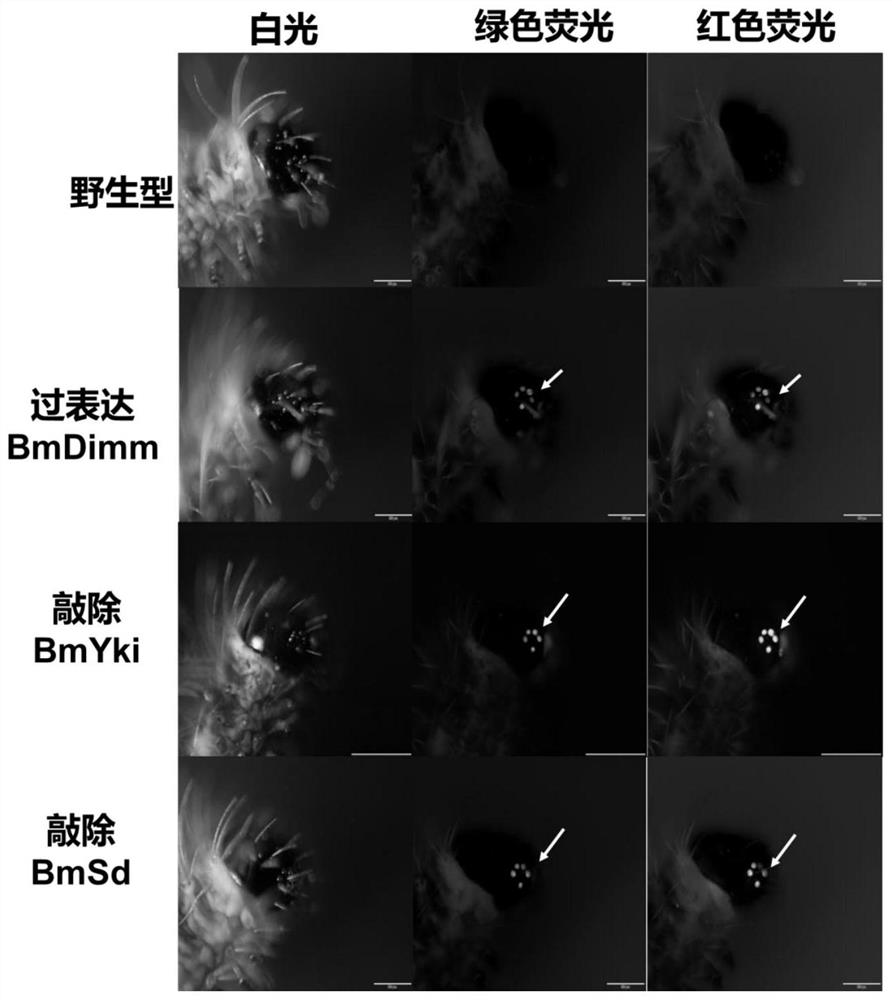 Transgenic method for improving content of silk fibroin in silkworm cocoon and silkworm variety thereof