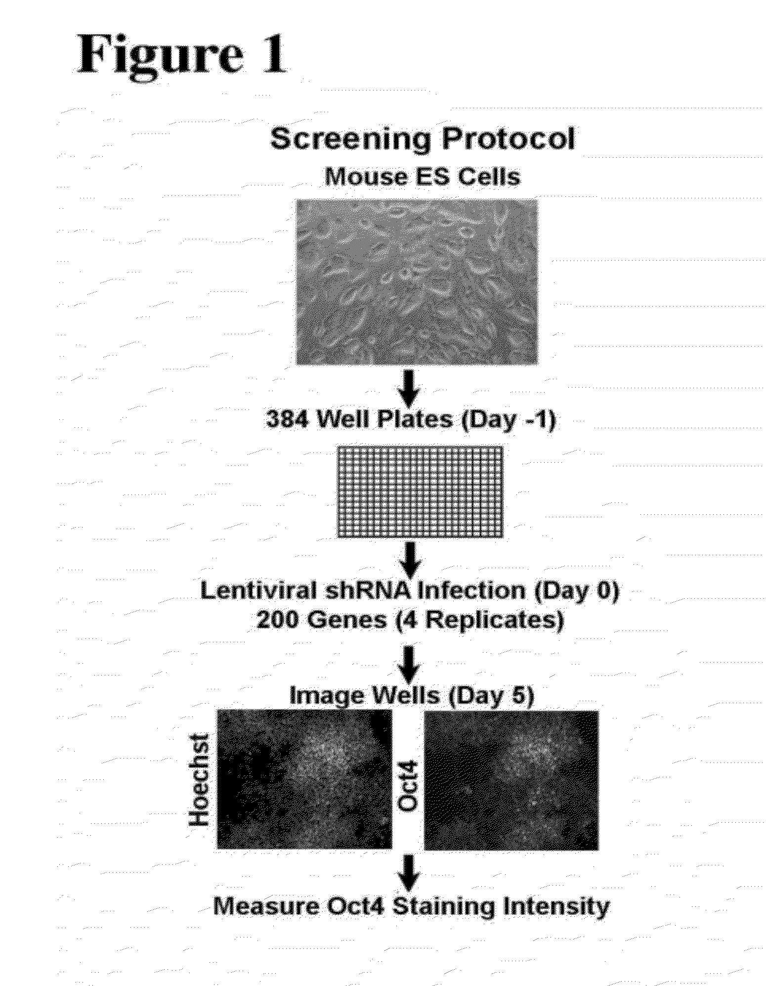 Compositions and methods for enhancing cell reprogramming