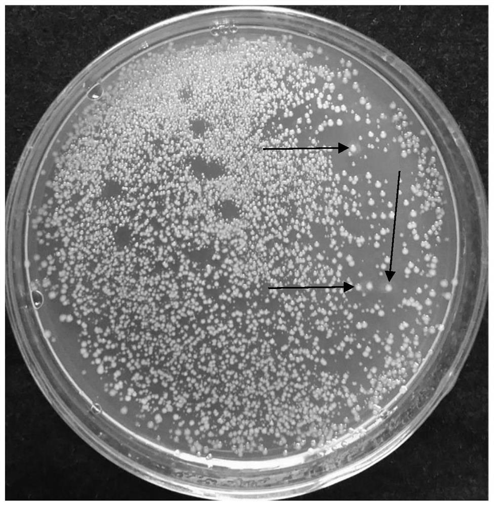 Method for improving riboflavin production capacity of escherichia coli engineering bacteria by DNA shuffling