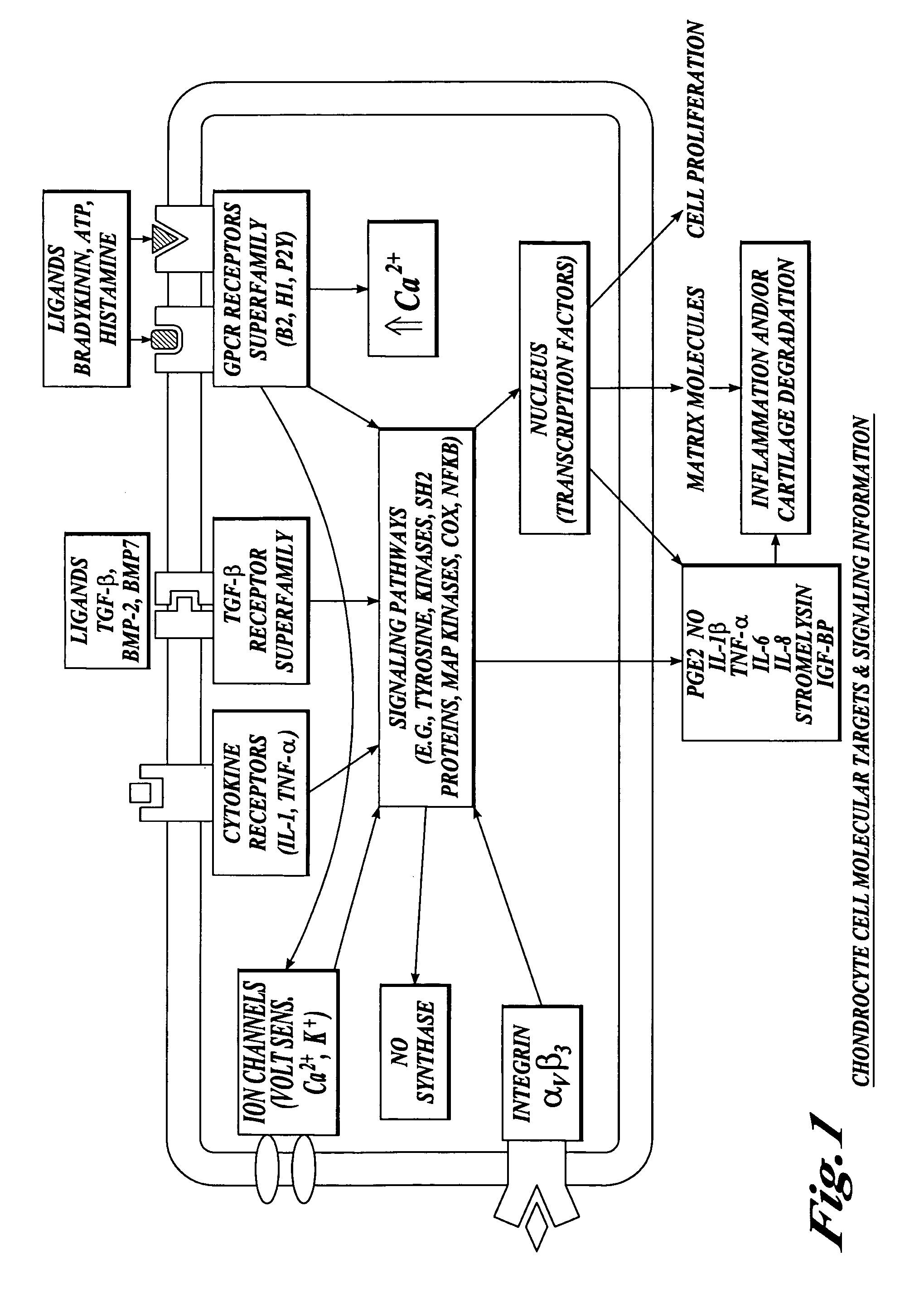 Compositions and methods for systemic inhibition of cartilage degradation