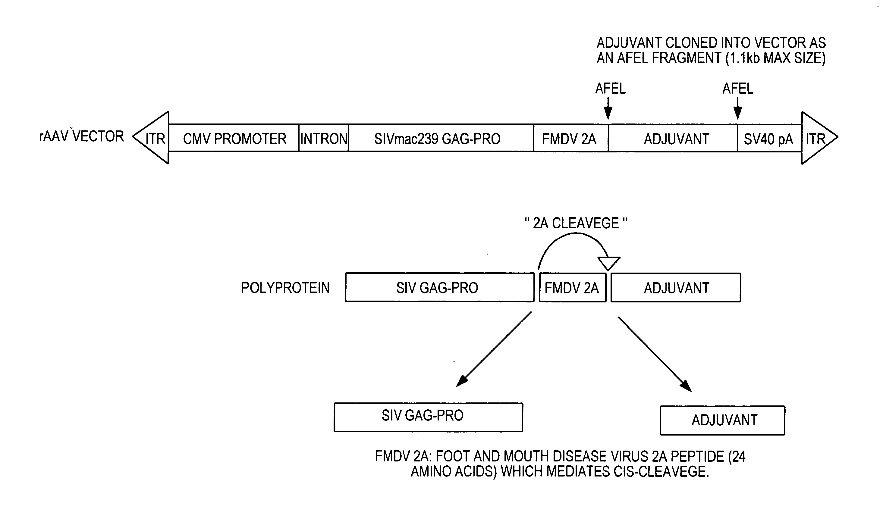 Genetic adjuvants for viral vaccines