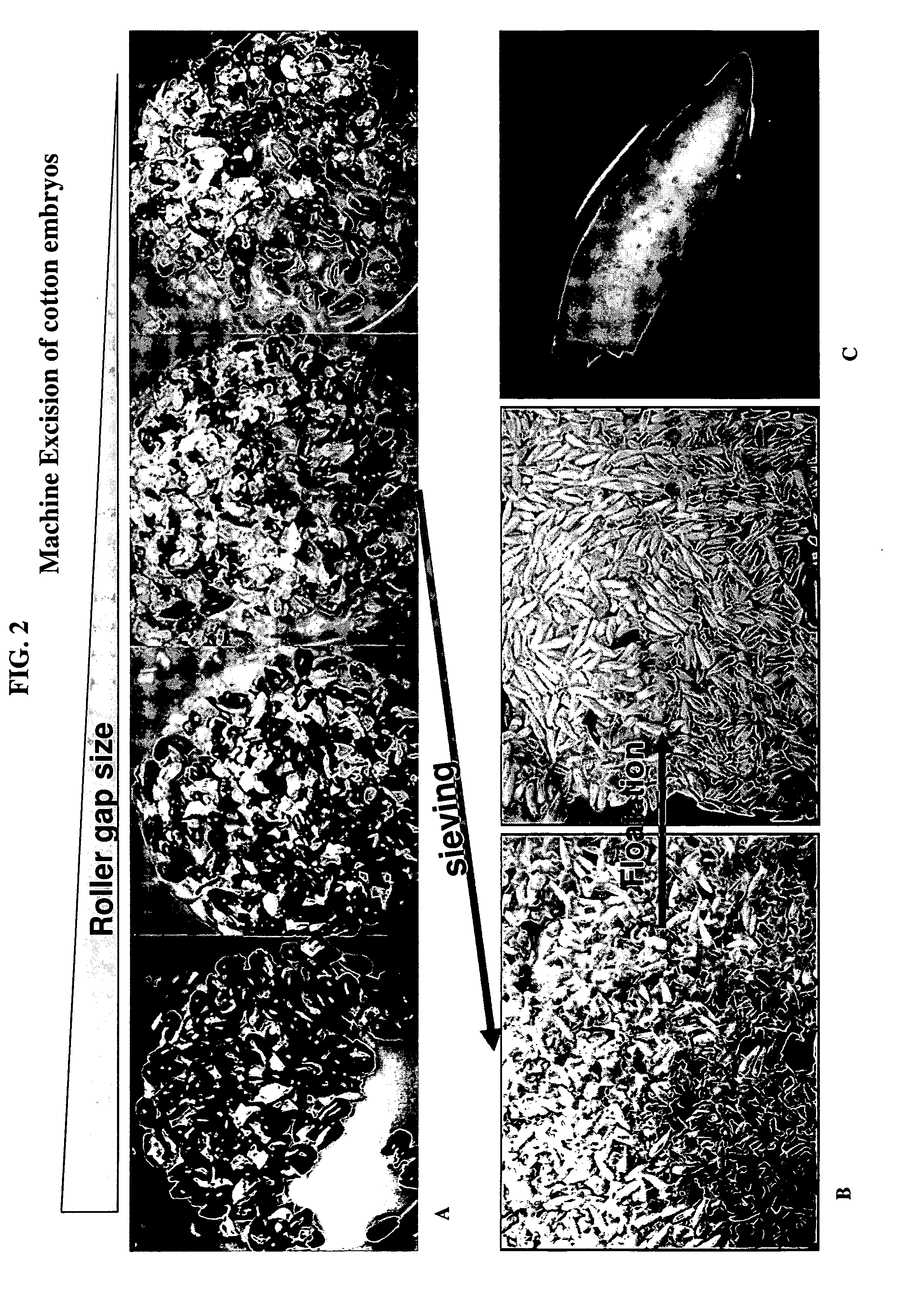 Method of meristem excision and transformation