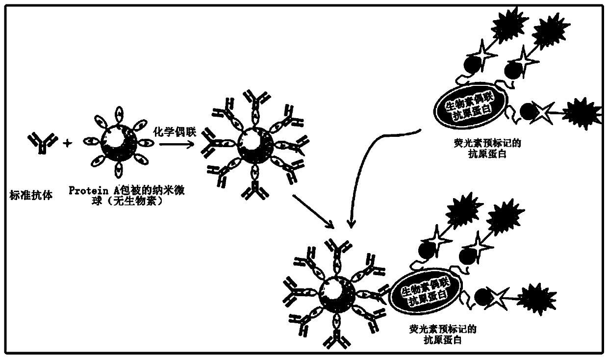 Method for efficiently isolating single antigen-specific b-lymphocytes from spleen cells