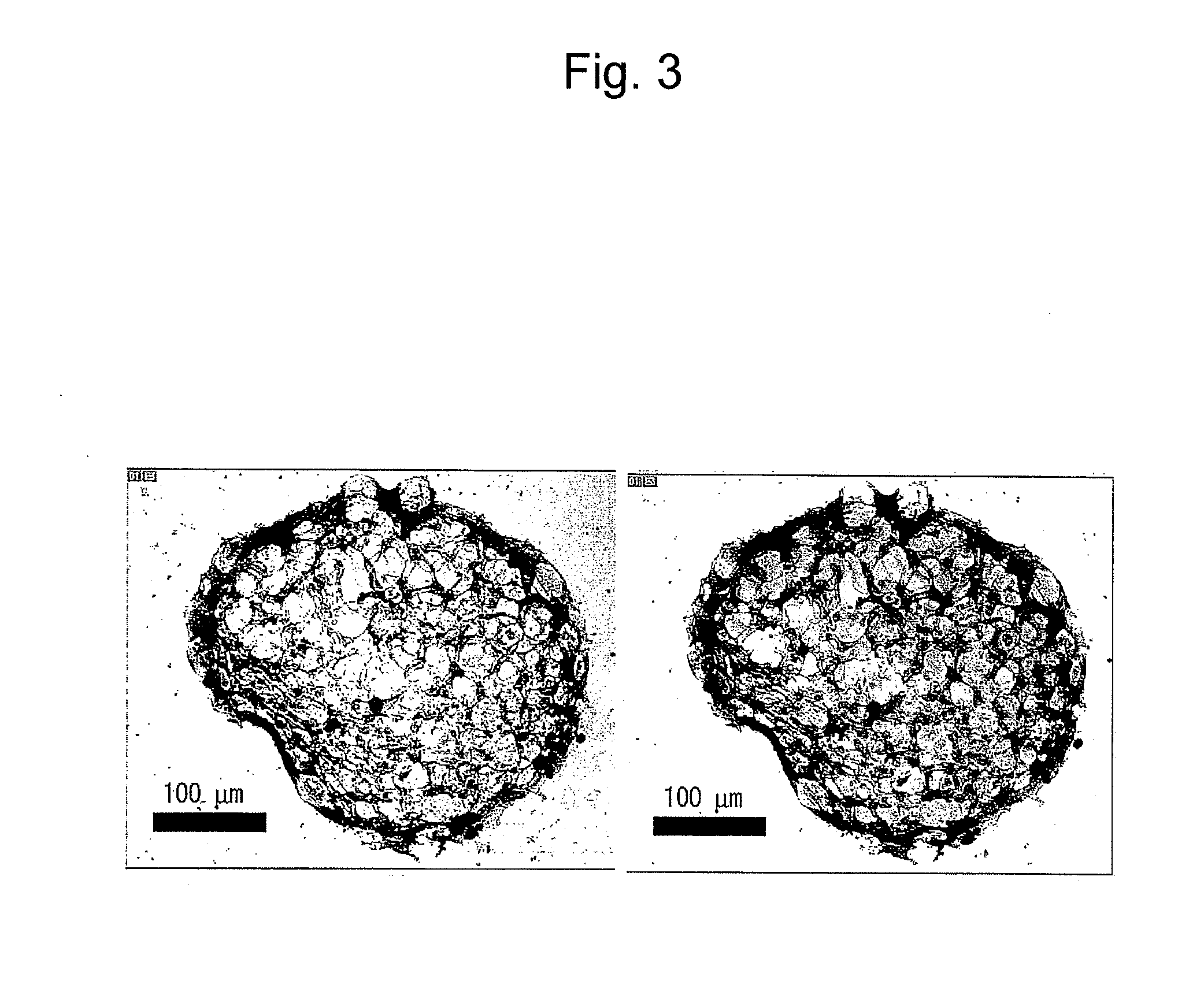 Microsphere-Containing Cell Aggregate