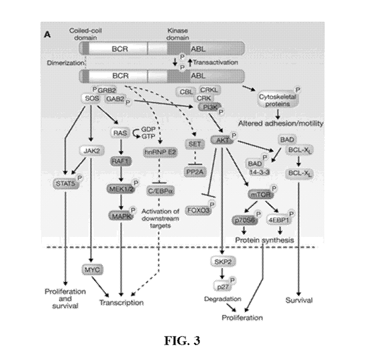 Peptide Inhibitors of BCR-ABL Oligomerization