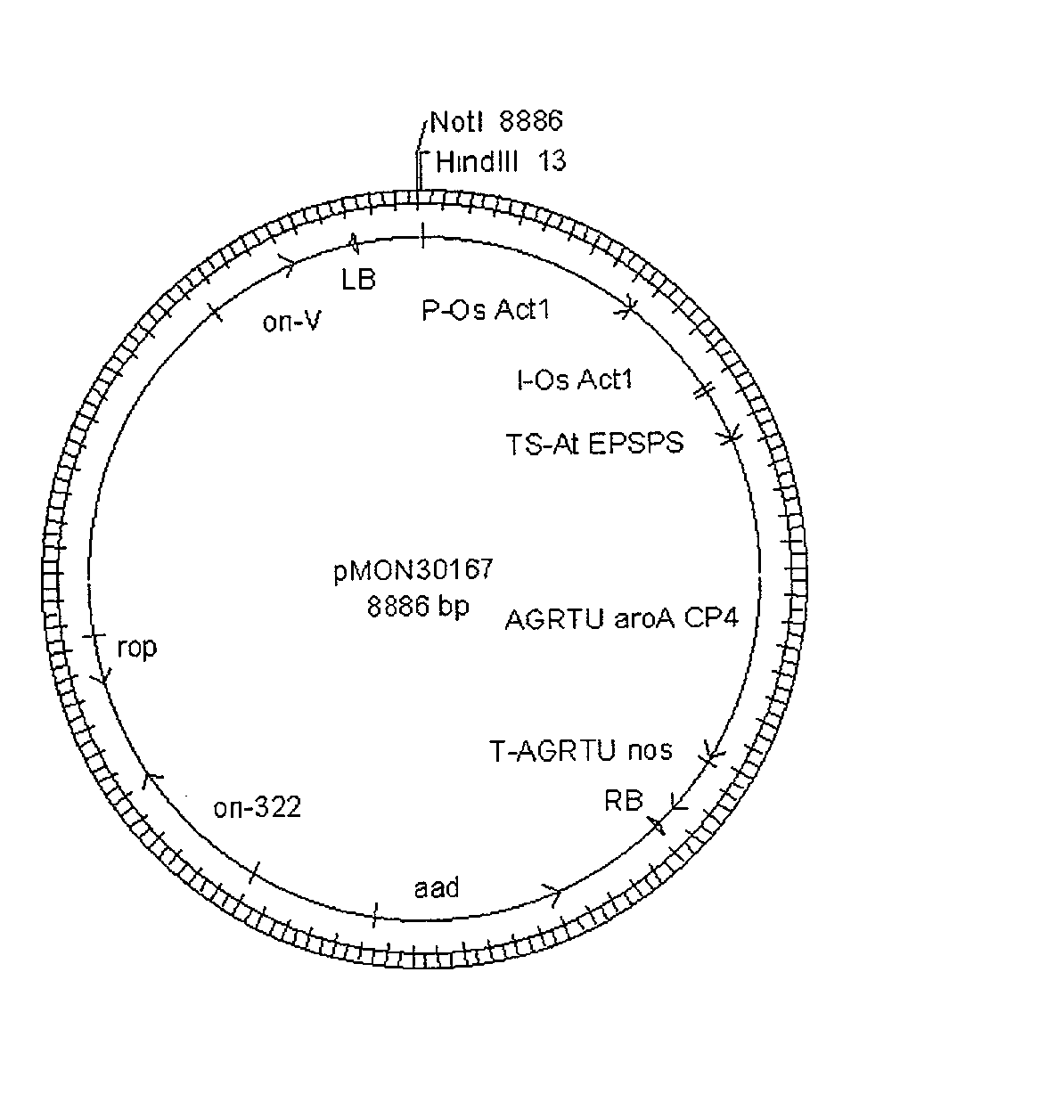 Glyphosate tolerant wheat plant 33391 and compositions and methods for detection thereof