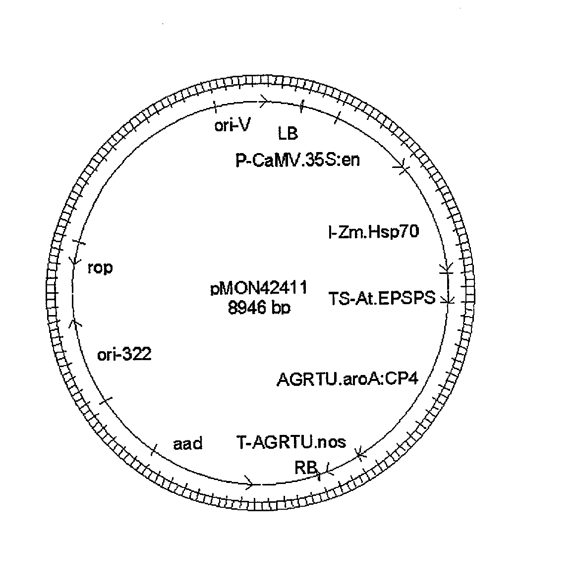 Glyphosate tolerant wheat plant 33391 and compositions and methods for detection thereof