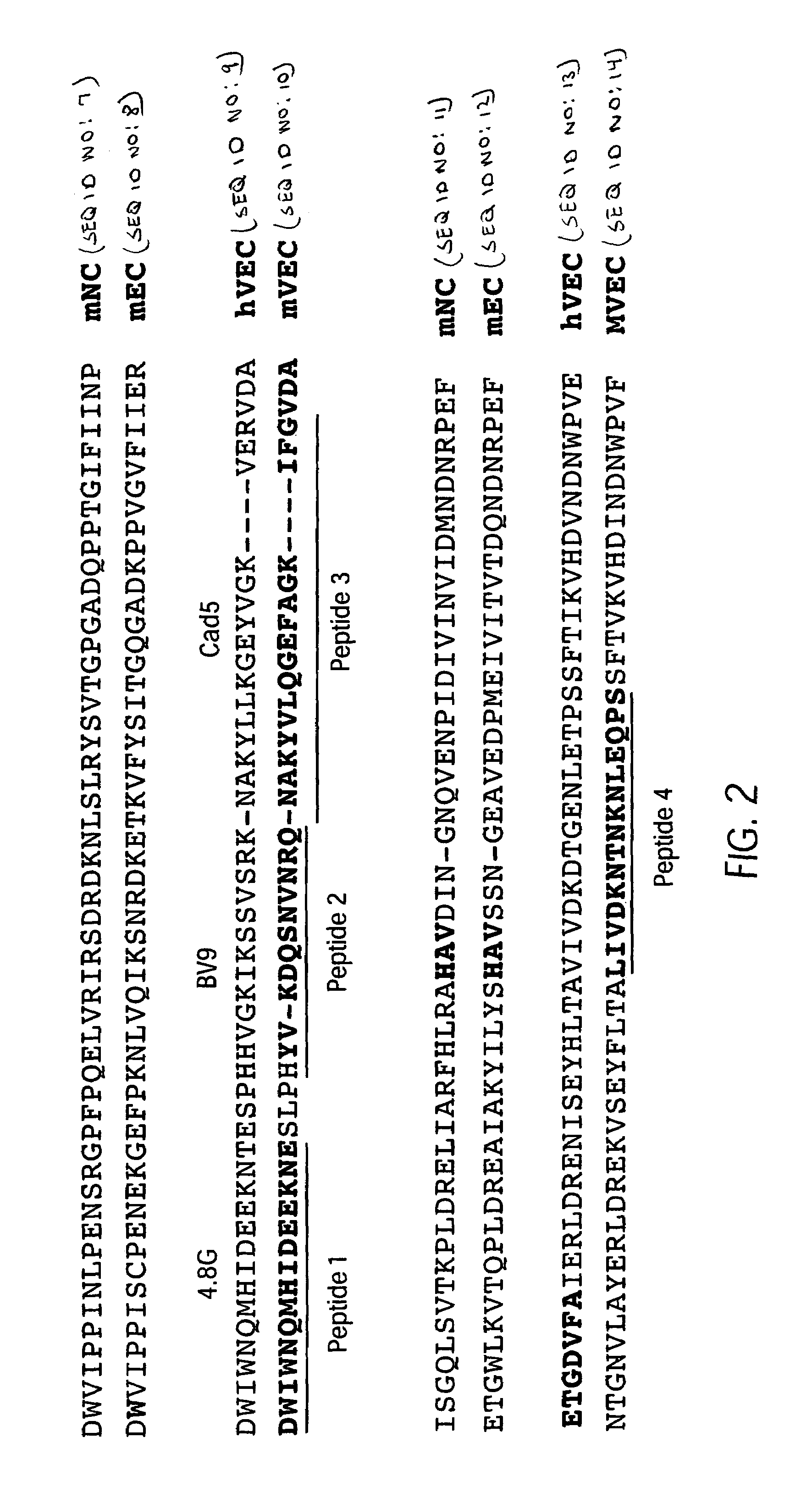 Antibody antagonists of VE-cadherin without adverse effects on vascular permeability