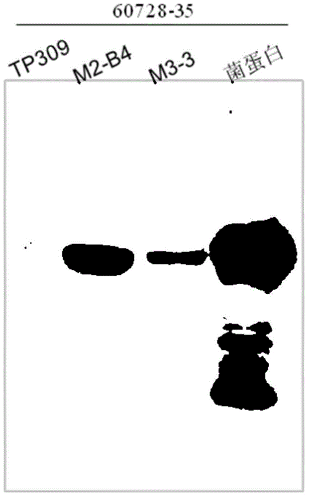 Monoclonal antibody against phosphomannose isomerase (PMI) protein and application thereof