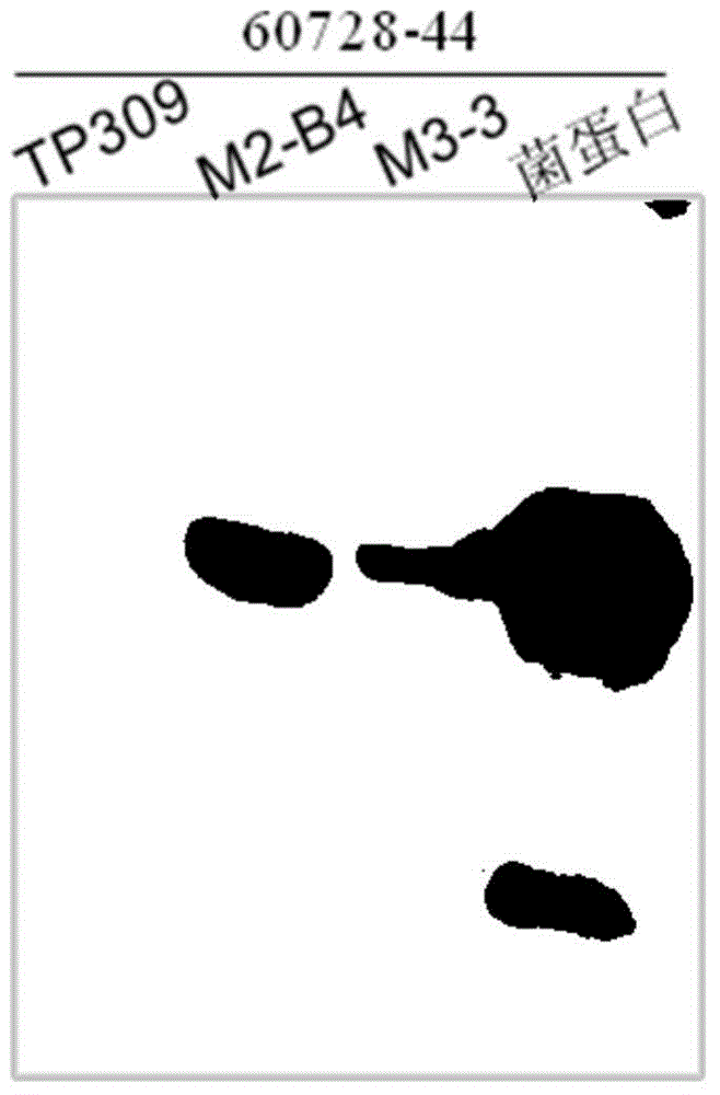 Monoclonal antibody against phosphomannose isomerase (PMI) protein and application thereof