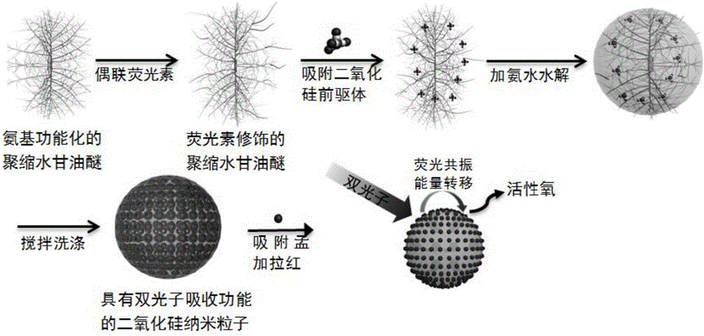 Mesoporous silica nanoparticle having two-photon absorption function and preparation method and application thereof