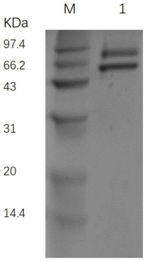 A kind of α-glucosidase mutant and its application