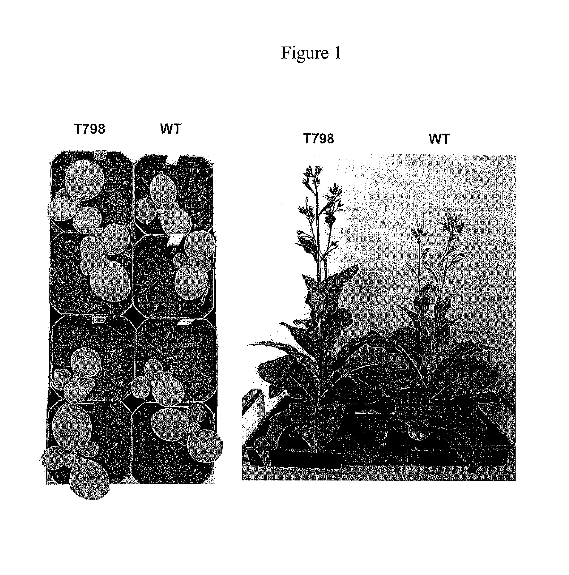 Methods of identifying and creating rubisco large subunit variants with improved rubisco activity, compositions and methods of use thereof