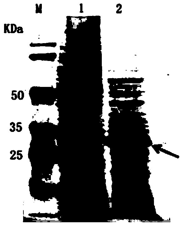 Preparation method of porcine circovirus type 2 genetically engineered subunit oral vaccine