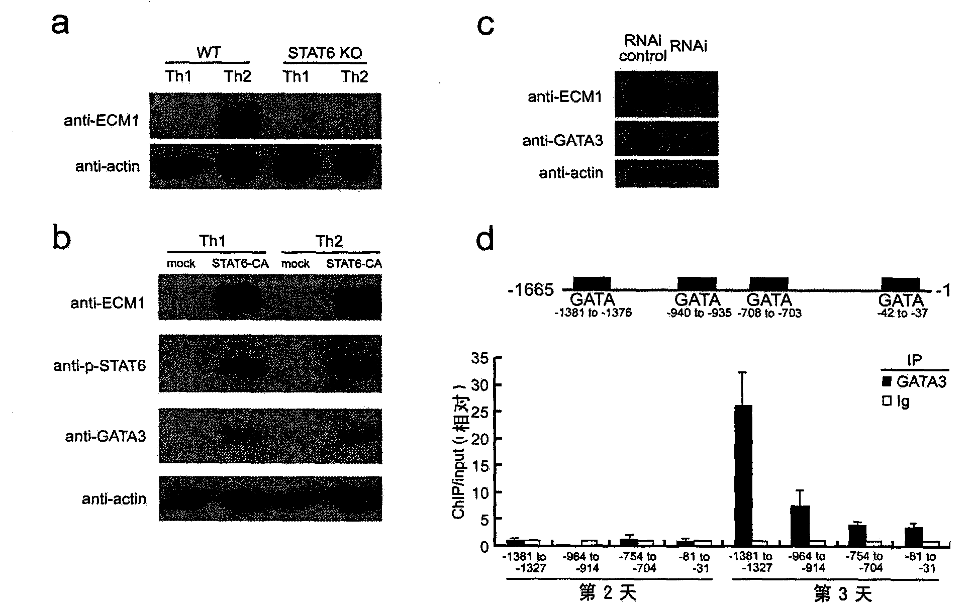 Application of extracellular matrix protein 1 and regulator thereof in preparing medicament for diagnosing or treating allergic diseases