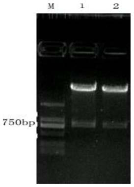 Clostridium sardinia 7α-hydroxysteroid dehydrogenase mutant r194a