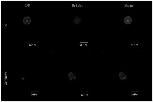 Application of soybean MYB32 transcription factor encoding gene GmMYB32