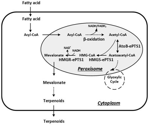 A method for positioning and synthesizing terpenoids using Yarrowia lipolytica pathway