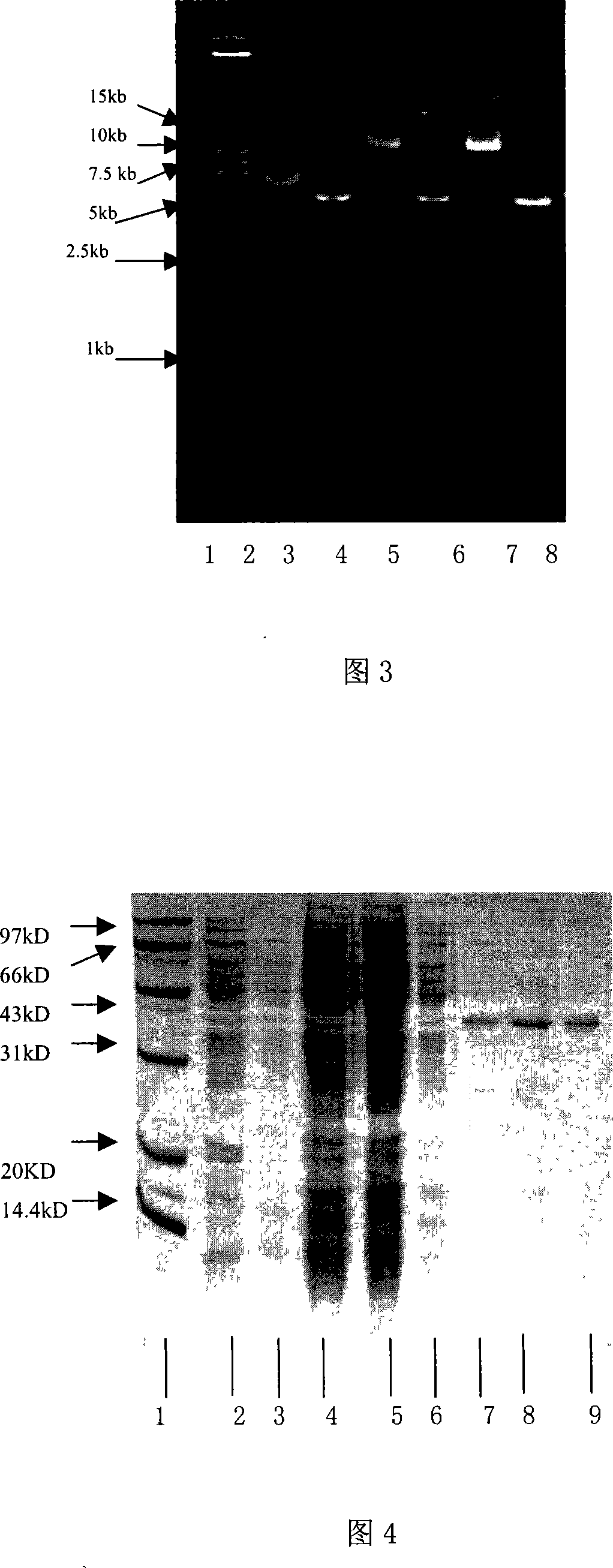 Anti-HER2 single-chain antibody-cefuroxime sodium enhanced fusion protein HER2(Fv-LDM)