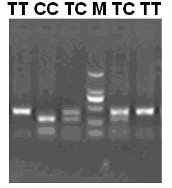 Hsp70 gene molecular marker identifying goose stress resistance and application thereof