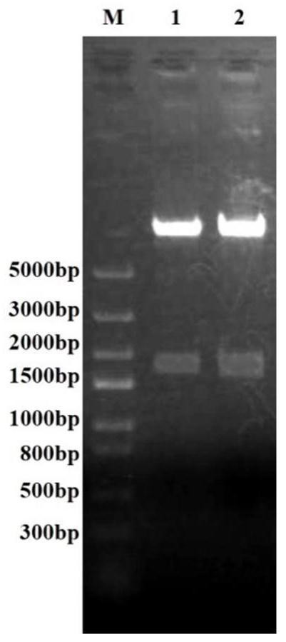 Porcine rotavirus recombinant protein, recombinant adenovirus expressing same protein and application