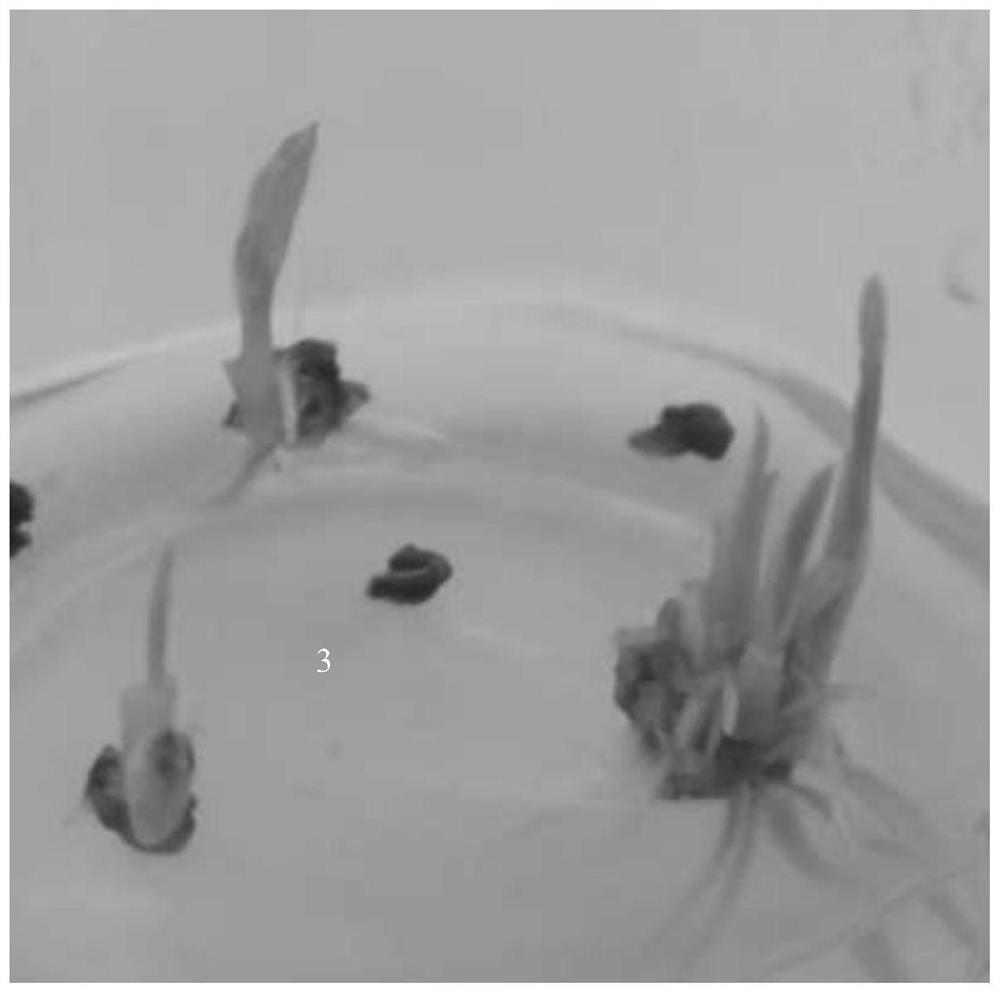 Culture method of virus-free seedlings of curcuma wenyujin