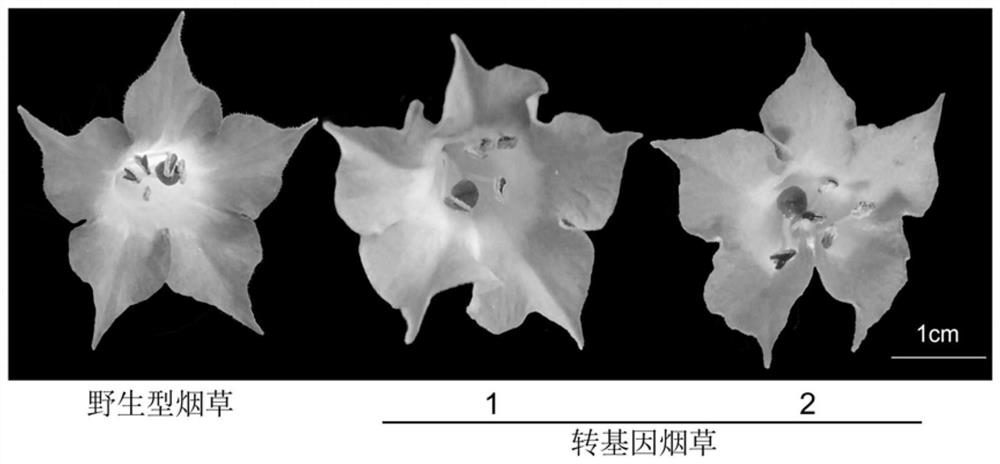 Application of pltdc Gene of Paeoniae Alba in Changing Flower Color of Plants