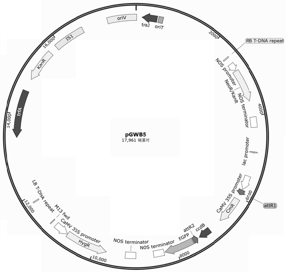 Application of cucumber photosynthetic system II oxygen evolution enhanced protein CsPSII-OEEP to resisting melon epidemic diseases