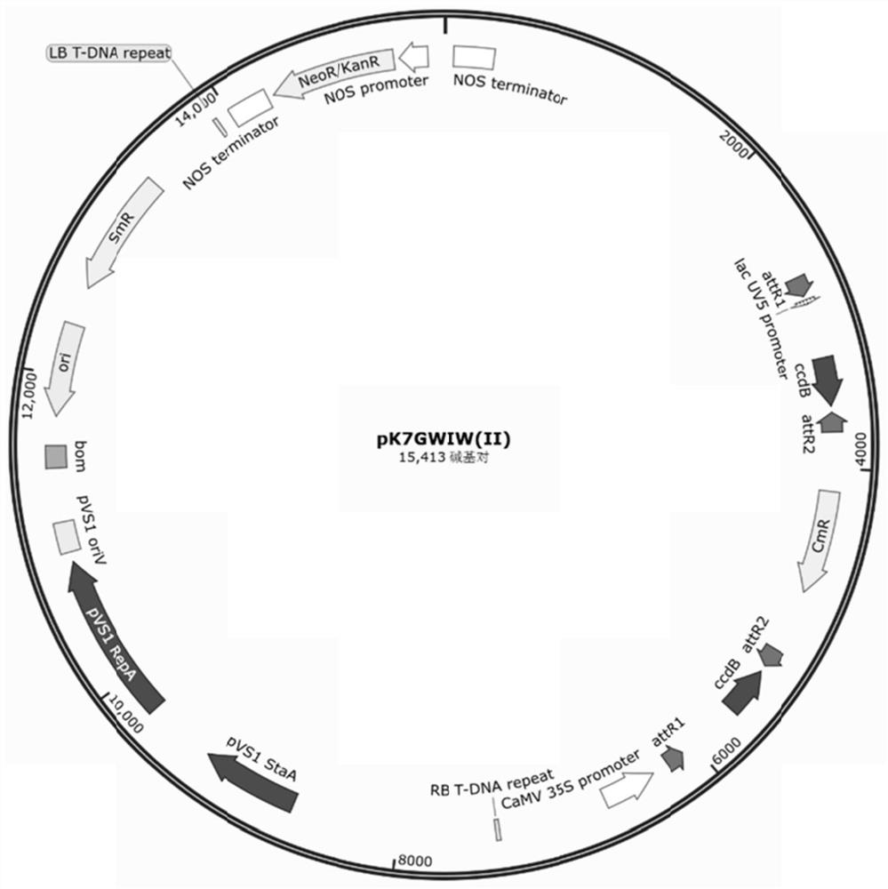 Application of cucumber photosynthetic system II oxygen evolution enhanced protein CsPSII-OEEP to resisting melon epidemic diseases