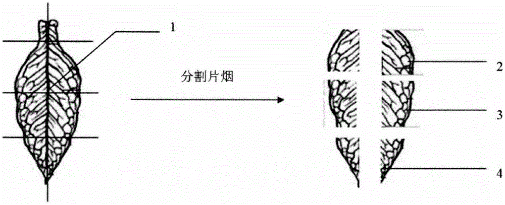 Tobacco leaf segmented strip roasting method