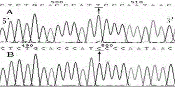 -2459 locus variant of mitochondrial fusion gene 2 and detection method thereof