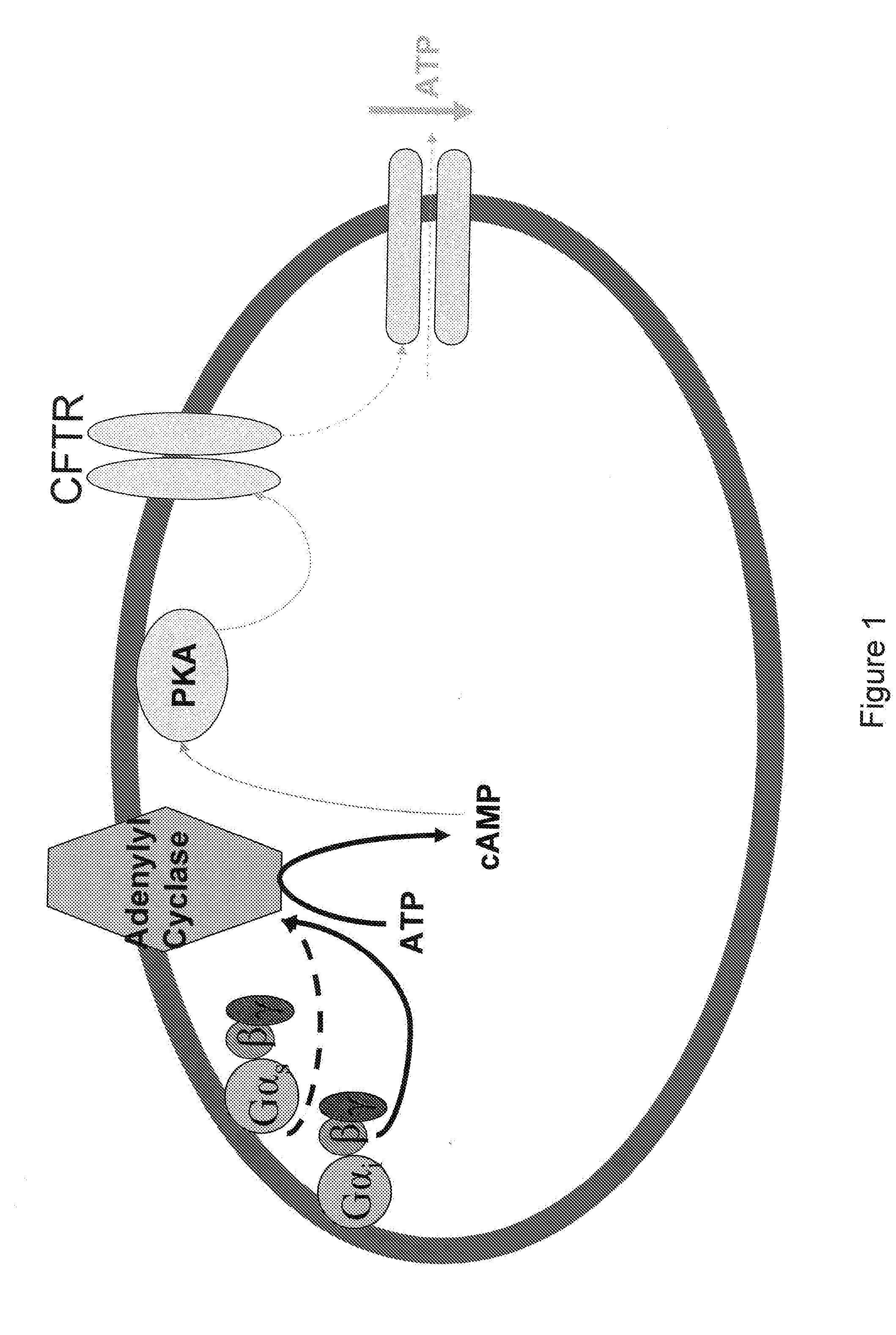 Control of ATP release by red blood cells and therapeutic applications thereof