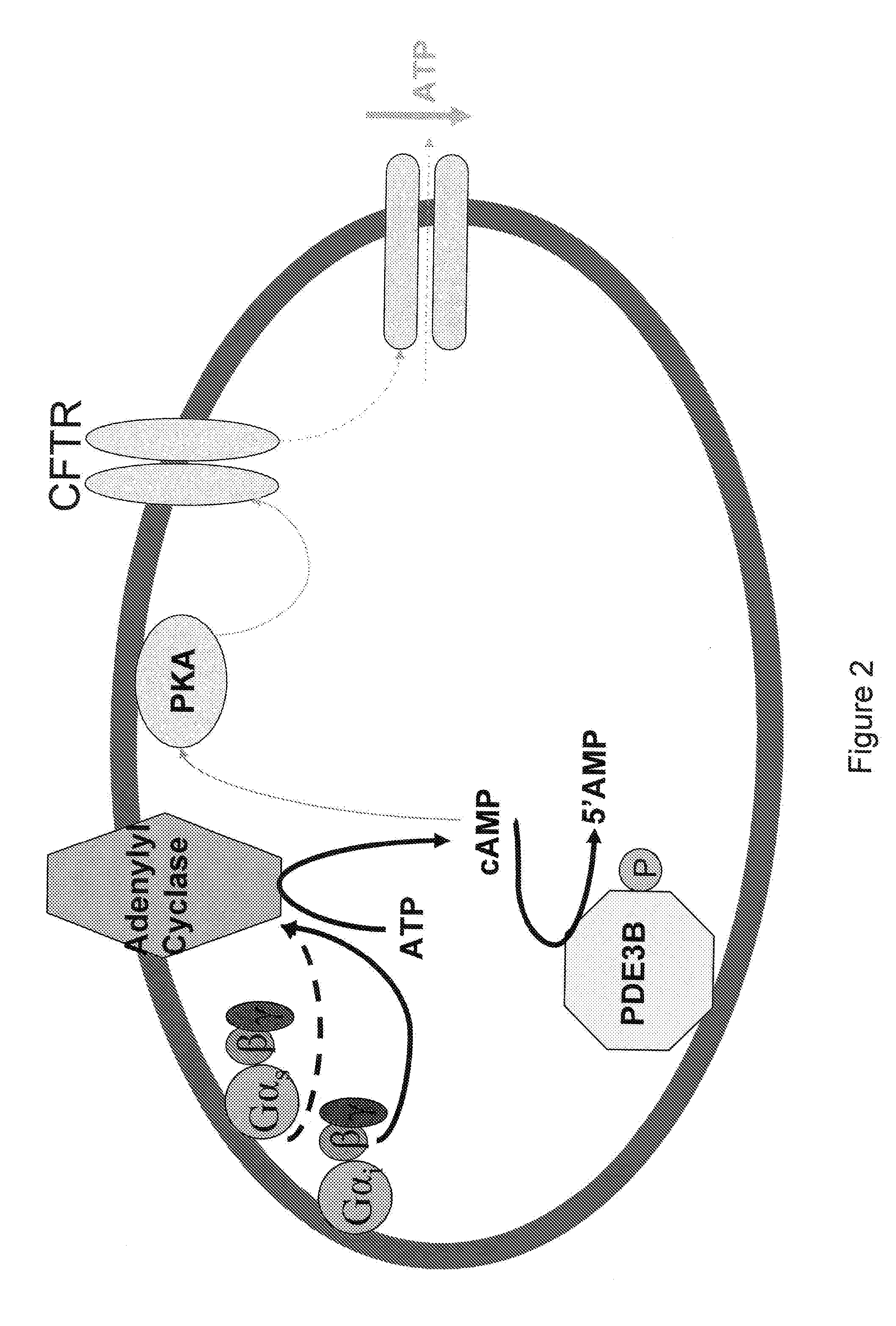 Control of ATP release by red blood cells and therapeutic applications thereof