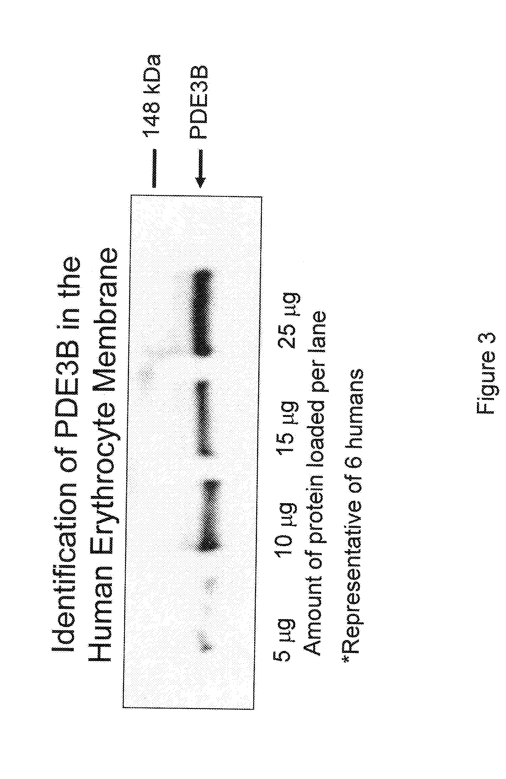 Control of ATP release by red blood cells and therapeutic applications thereof