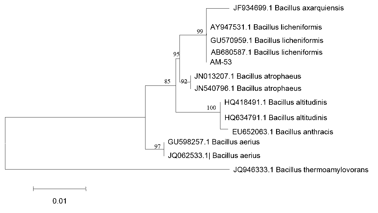 Bacillus licheniformis used for controlling cunninghamia lanceolata anthracnose, and application thereof