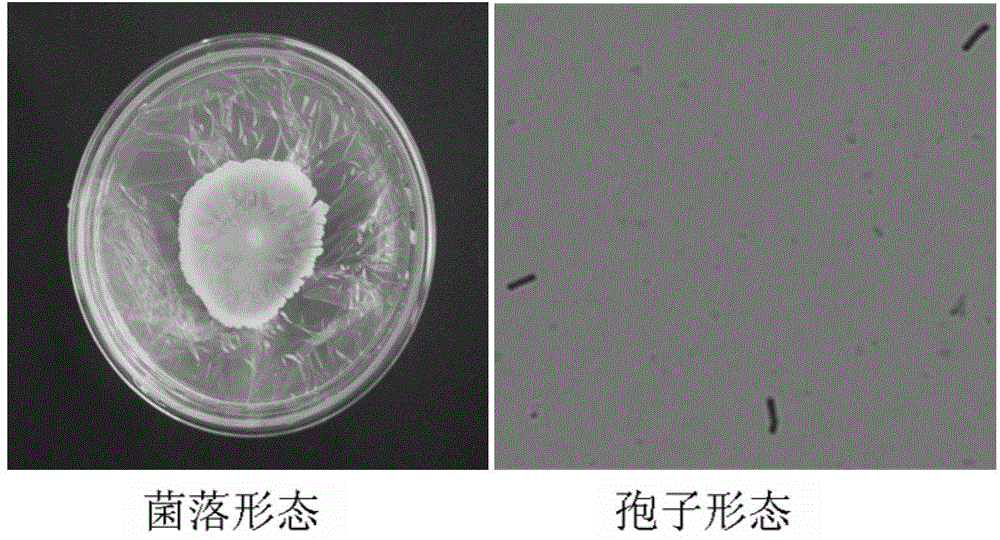 Method of isolating and screening antagonistic bacteria from rubber tree leaves