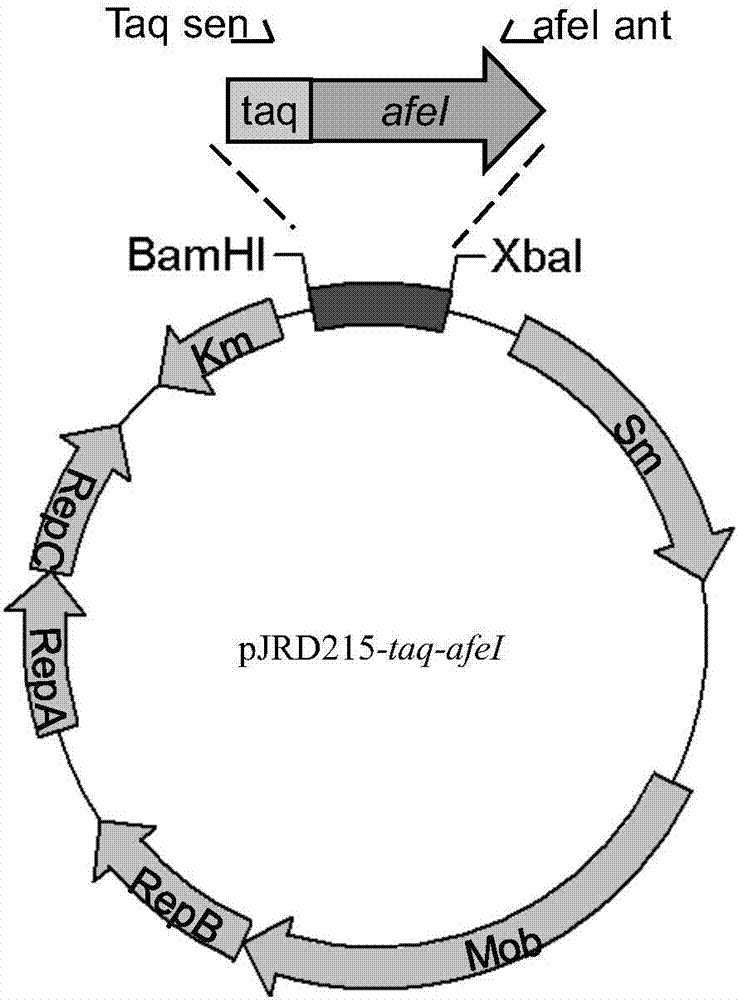 Method for effectively enhancing sulfur oxidation performance of acidithiobacillus ferrooxidans