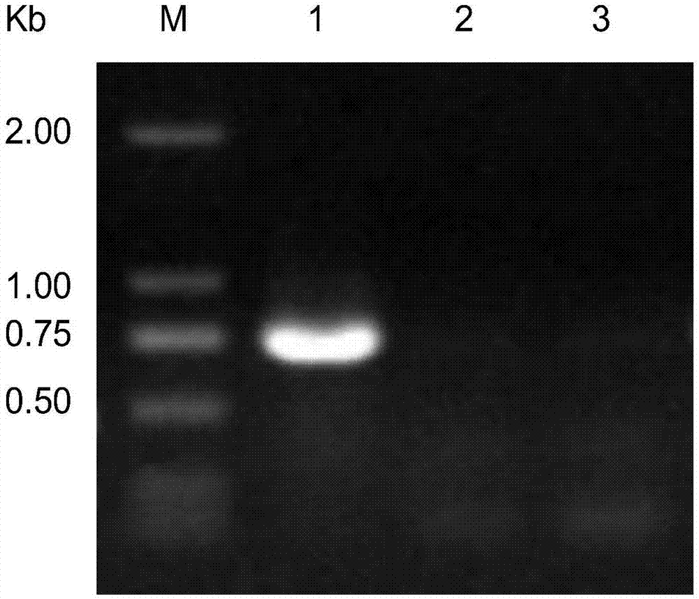 Method for effectively enhancing sulfur oxidation performance of acidithiobacillus ferrooxidans