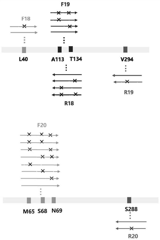 Amine dehydrogenase mutant and application thereof in synthesis of chiral amine alcohol compound