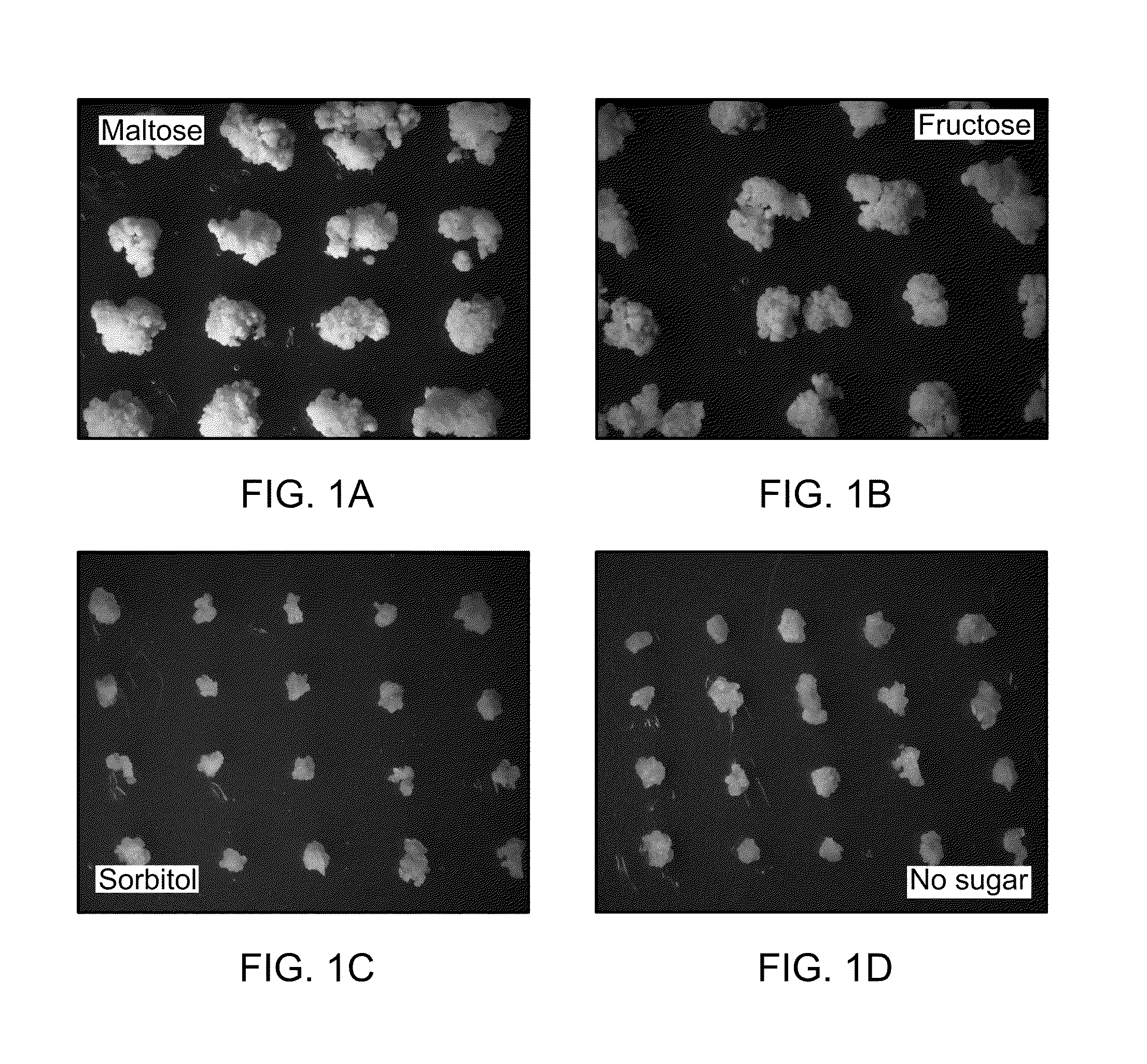 Method of positive plant selection using sorbitol dehydrogenase