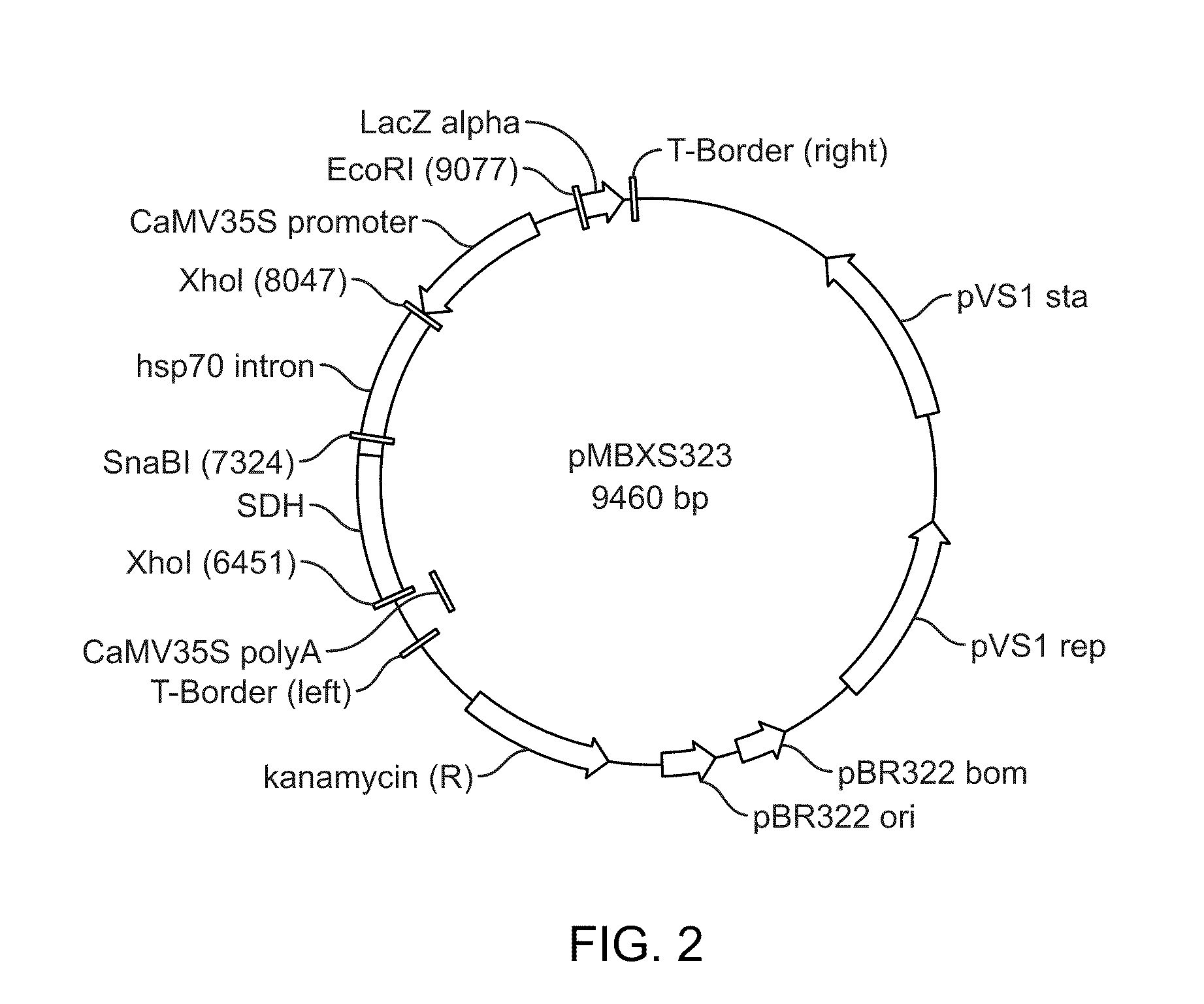 Method of positive plant selection using sorbitol dehydrogenase