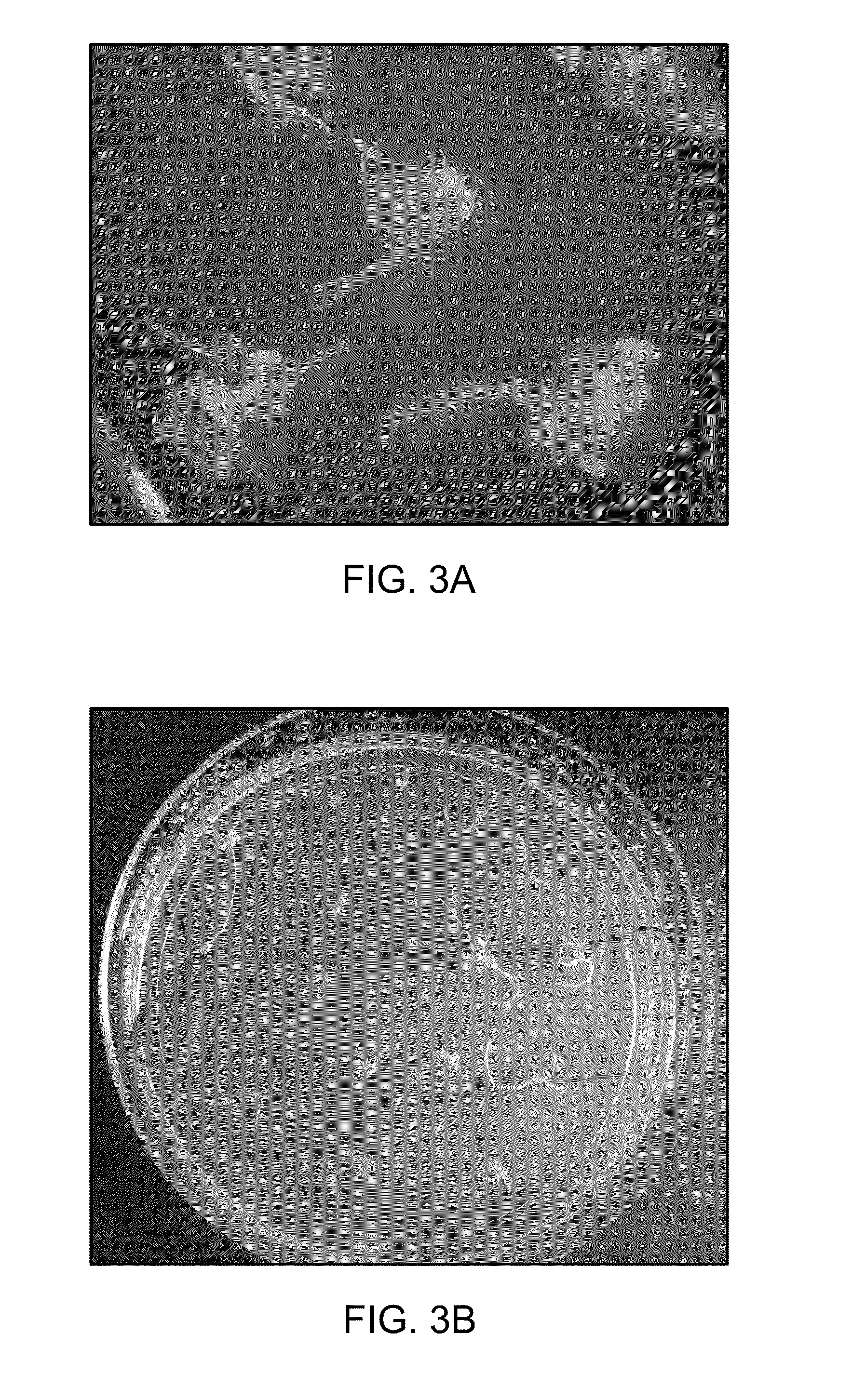 Method of positive plant selection using sorbitol dehydrogenase