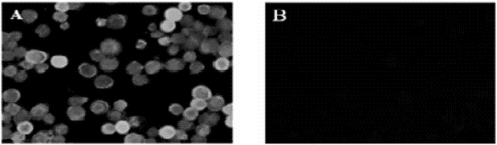 Anti-Ebola virus GP protein monoclonal antibody, and applications thereof