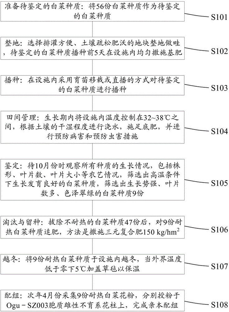 Method for identifying heat resistance of Chinese cabbage germplasm