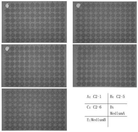 Culture medium for cloning formation of Chinese hamster ovary cells