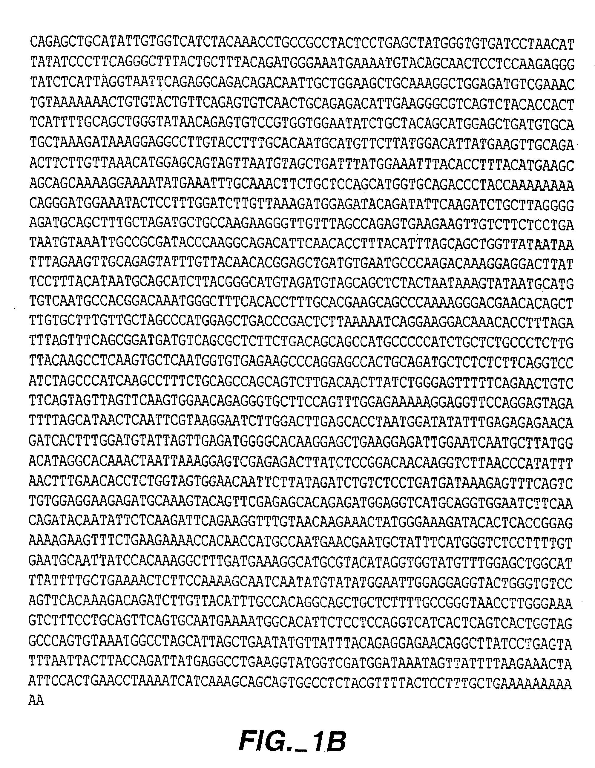 Tankyrase H, compositions involved in the cell cycle and methods of use